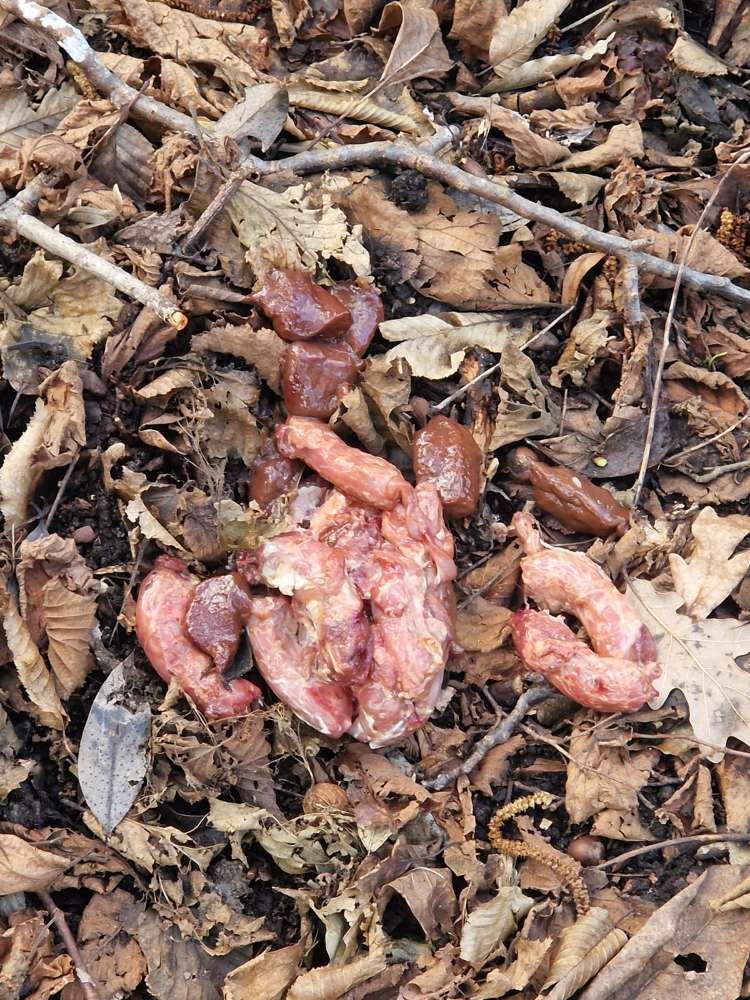 Giftköder-Rohes Fleisch, Leber, Innereien verstreut-Profilbild
