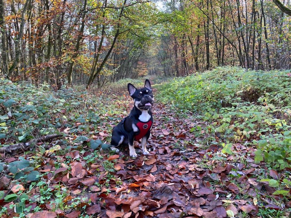 Hundetreffen-Junghunde Spielrunde-Profilbild