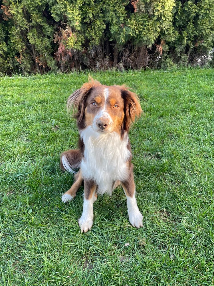 Hundetreffen-Spielkamerad gesucht-Profilbild