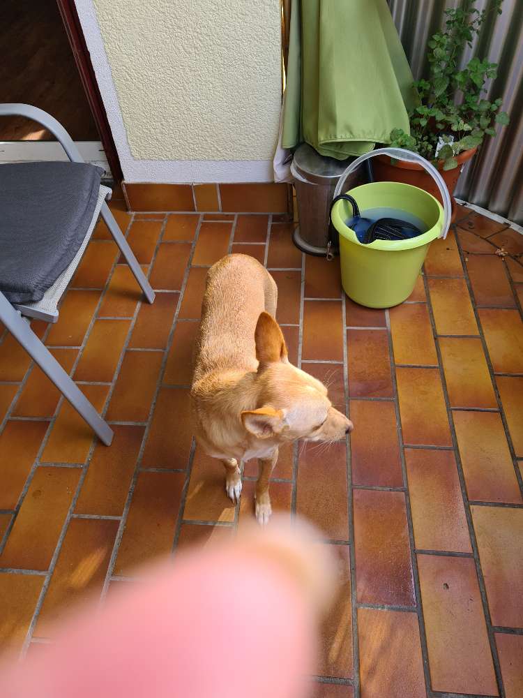 Hundetreffen-Spiel Gefährtin /Gefährte gesucht-Profilbild