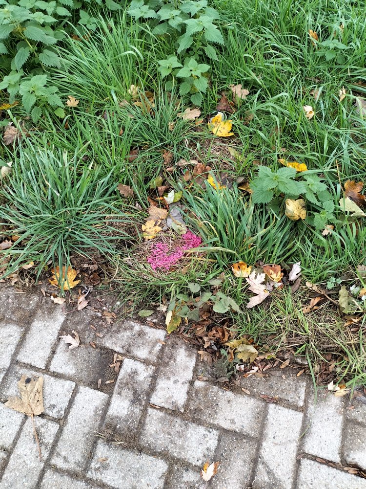 Giftköder-Rattengift-Profilbild