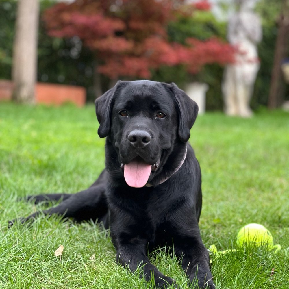 Hundetreffen-Gassirunde oder Treffen und spielen-Profilbild
