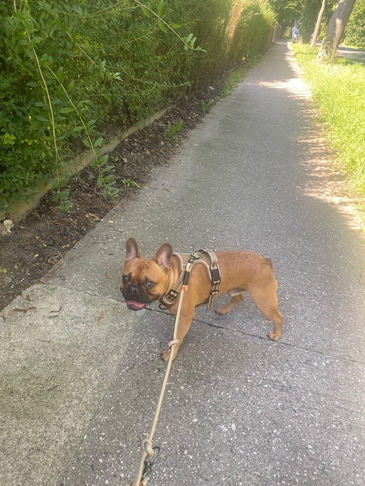 Hundetreffen-Spielen und toben :-)-Profilbild