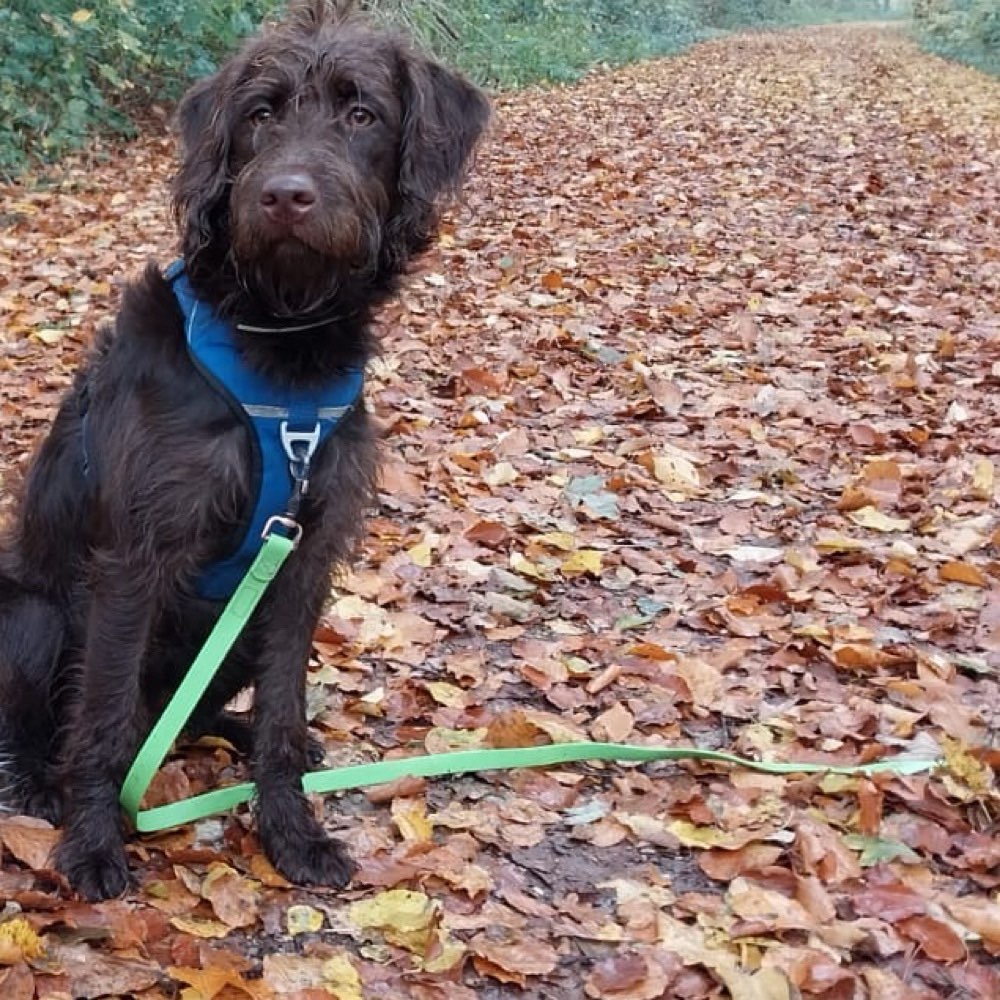 Hundetreffen-Hundetreffen-Profilbild