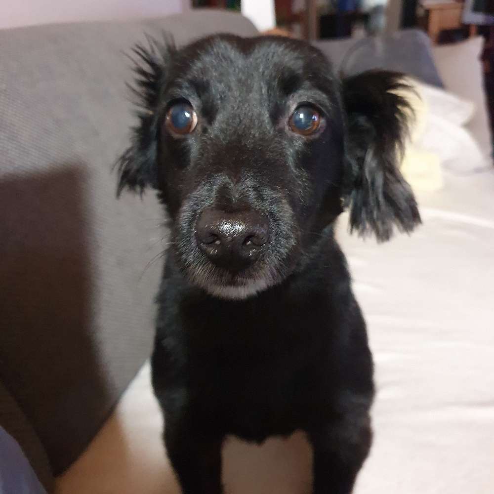 Hundetreffen-Kein Hunde-Profilbild