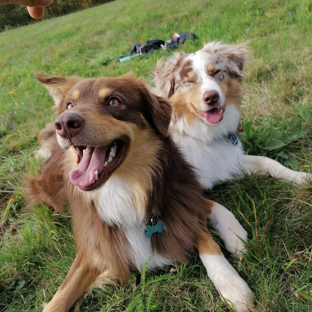 Hundetreffen-Hunde treffen-Profilbild