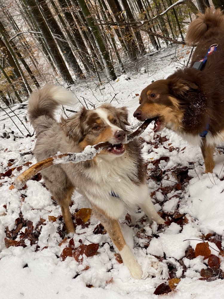 Hundetreffen-Hunde Training-Profilbild