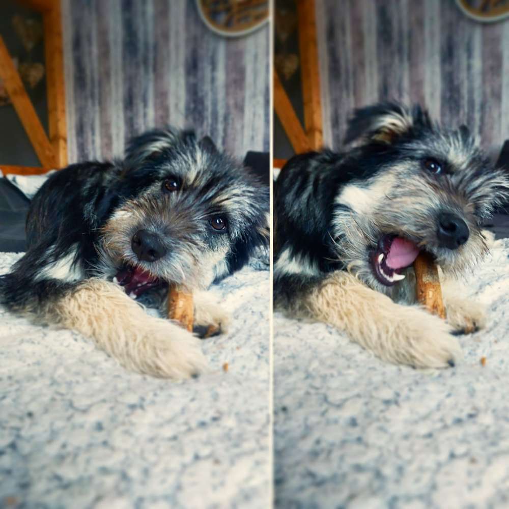 Hundetreffen-Neue Hundefreunde-Profilbild