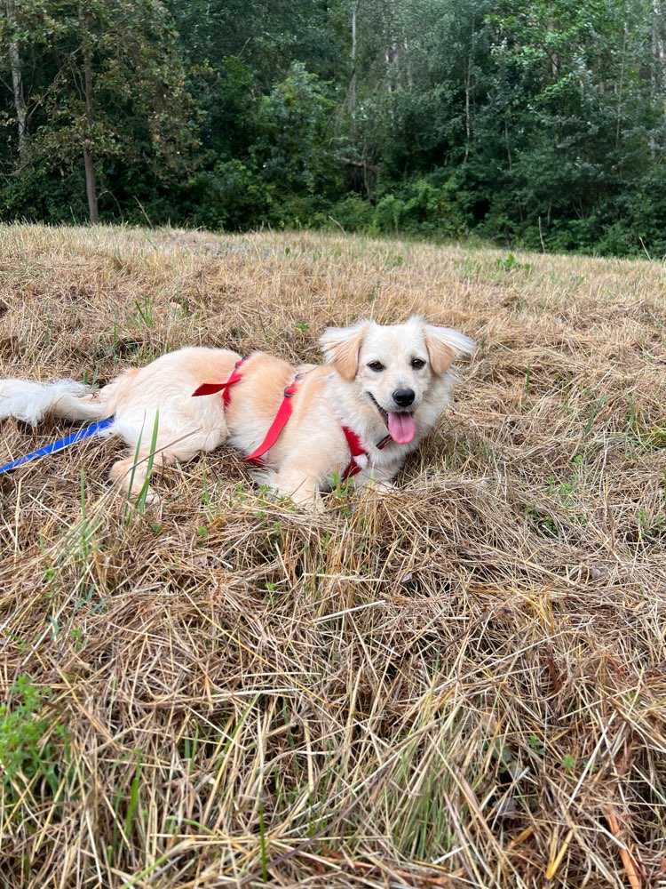 Hundetreffen-Gassi-Date in Bonn-Profilbild