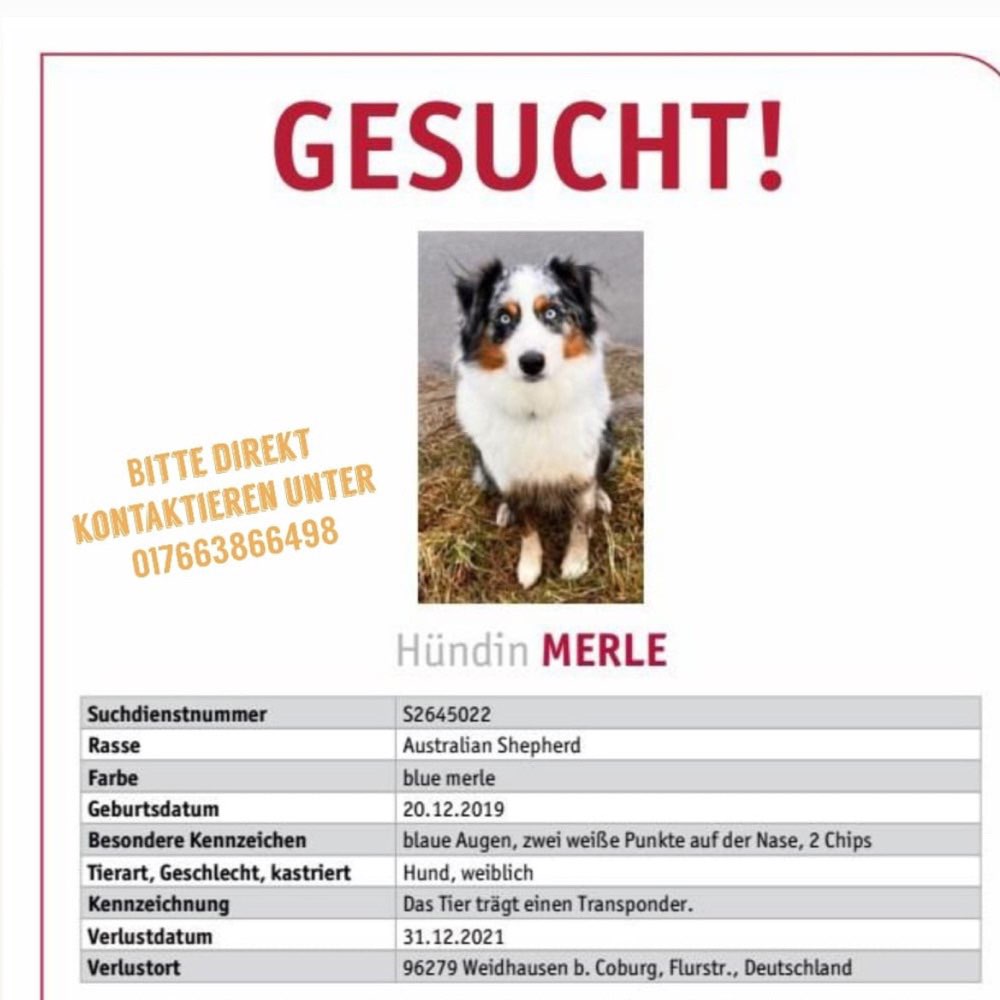 Suchmeldung-Merle-Profilbild