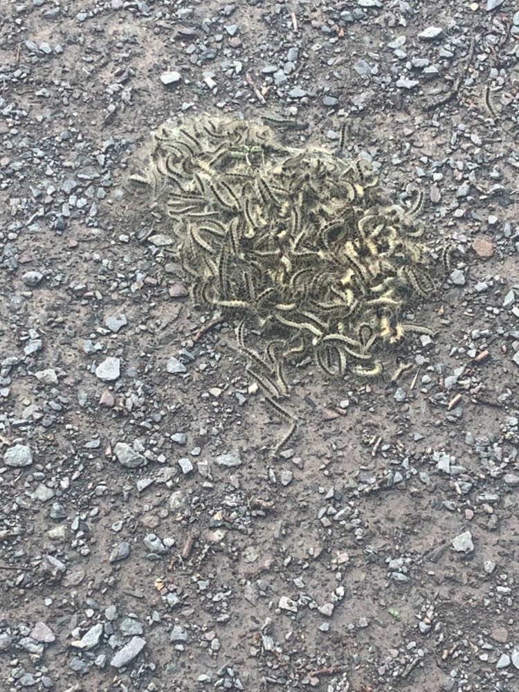 Giftköder-Eichenprozessionsspinner-Profilbild