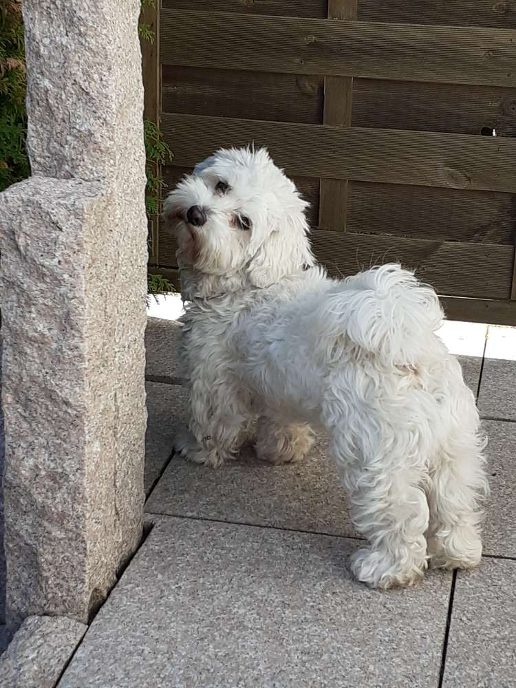 Hundetreffen-Lucky freut sich über neue Freunde-Profilbild