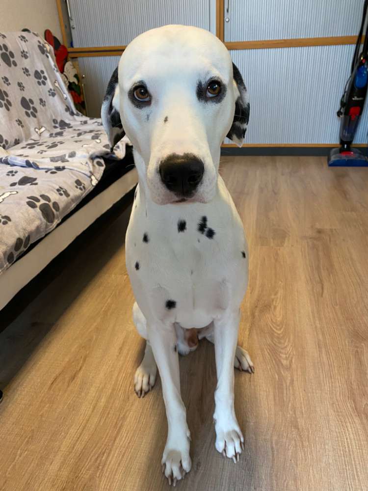 Hundetreffen-Armani sucht Hundefreunde-Profilbild