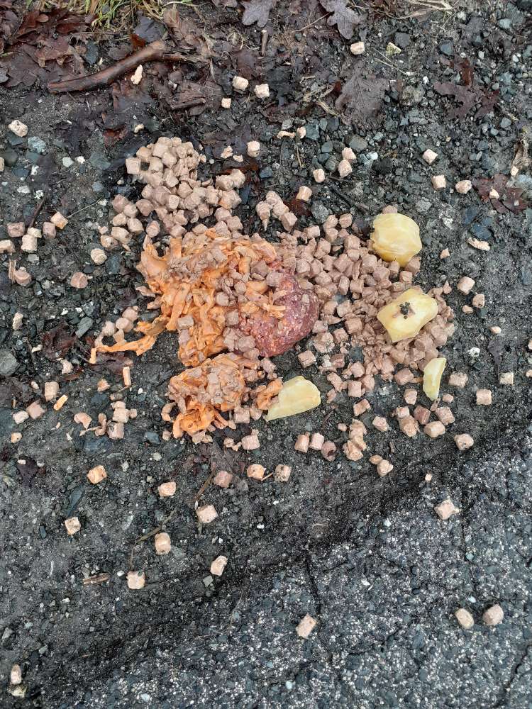 Giftköder-Rohes Hackfleisch und Futter platziert-Profilbild