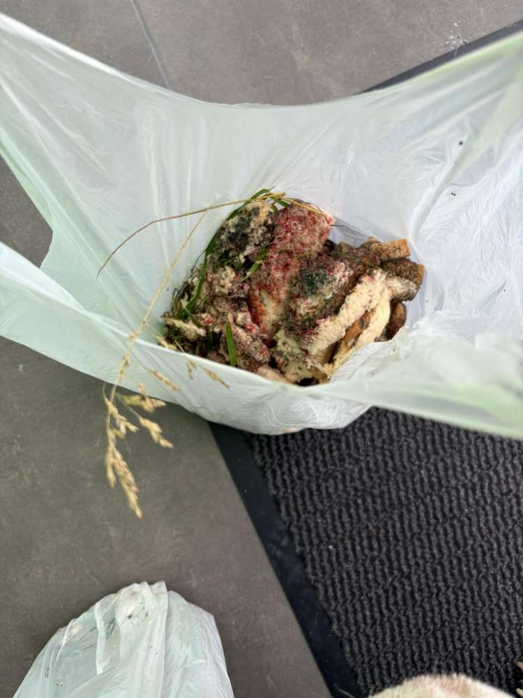 Giftköder-Giftköder (Schimmeltoast mit Rattengift)!-Profilbild