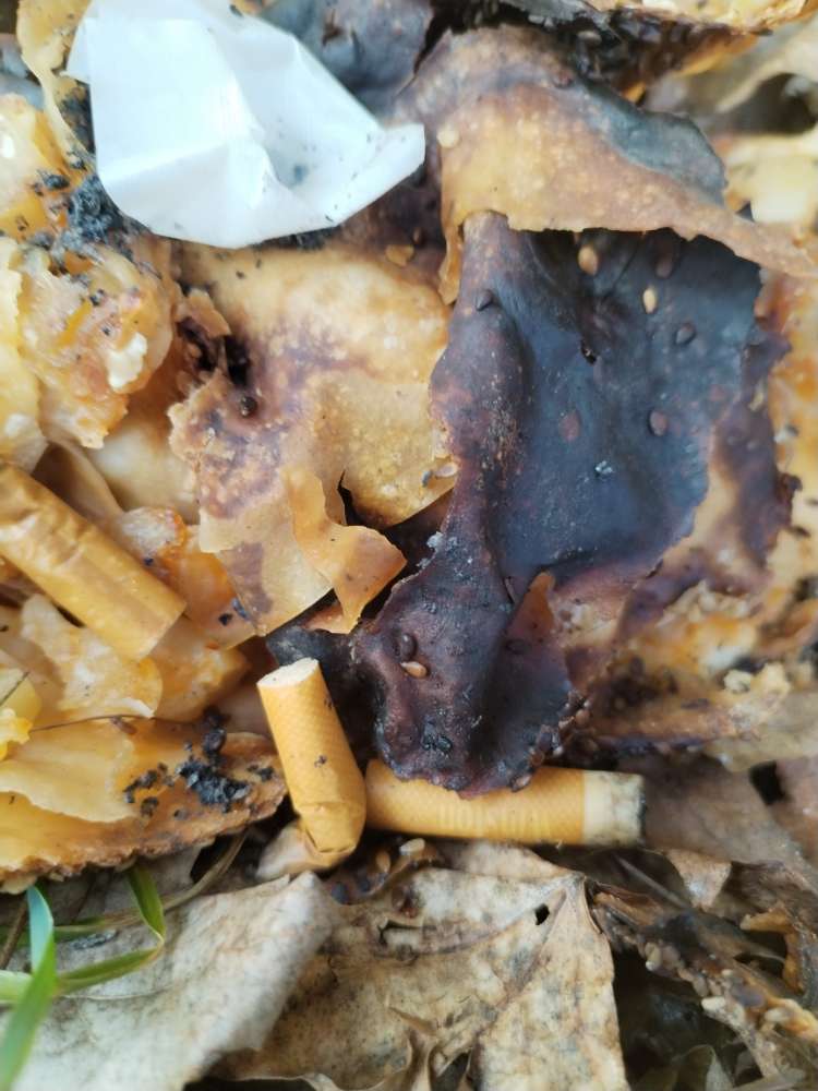 Giftköder-Giftköder! Nudeln mit Kippenstummel!-Profilbild