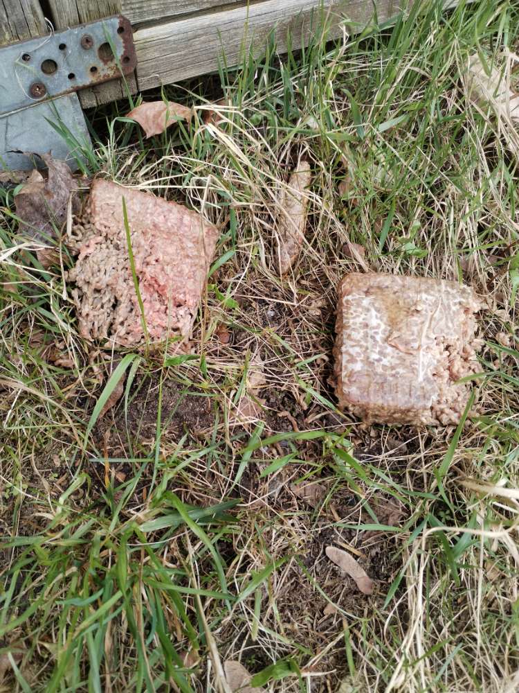 Giftköder-Stinkendes Hackfleisch ! Giftköder!-Profilbild