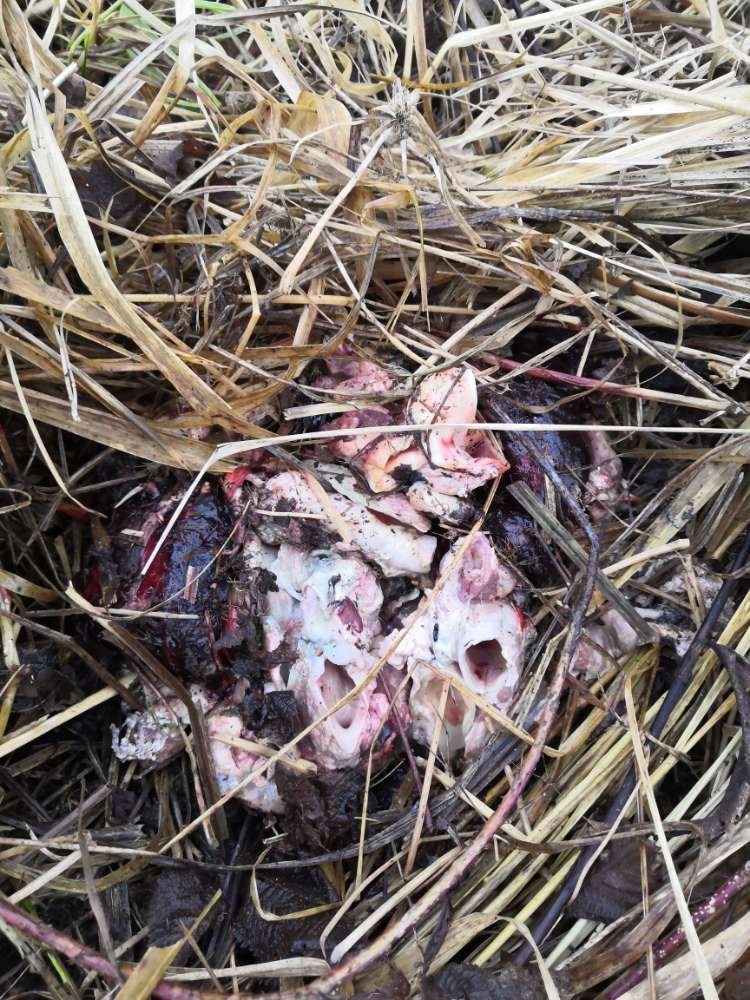 Giftköder-Rohes Fleisch / Eingeweide-Profilbild