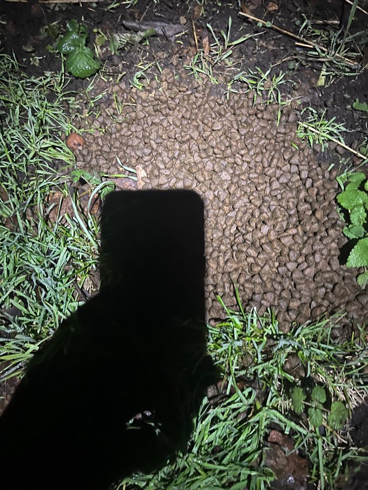 Giftköder-Giftköder-Profilbild