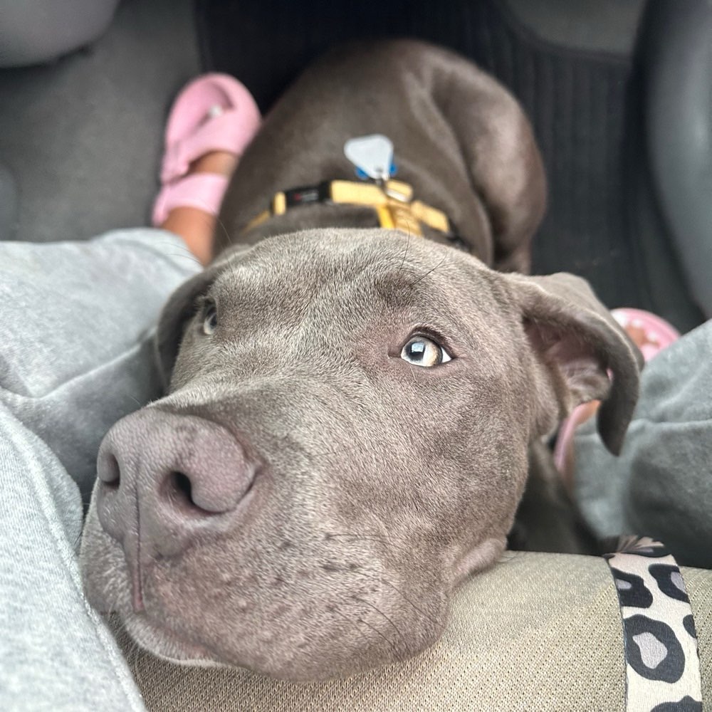 Hundetreffen-Hundetreff, gerne auch größere Hunde-Profilbild