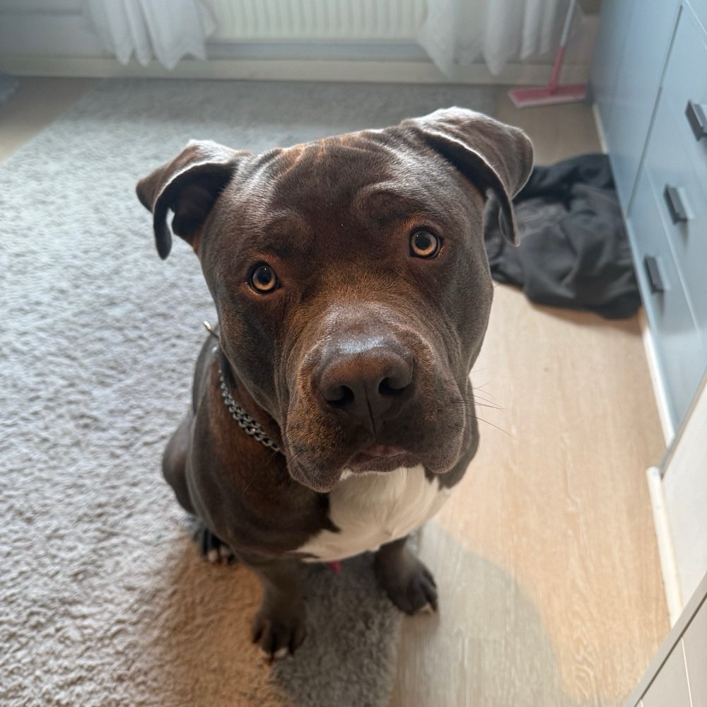 Hundetreffen-Spielpartner/in gesucht☺️-Profilbild