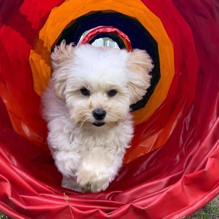 Hundetreffen-Spielkameraden Bolonka Zwetna-Profilbild