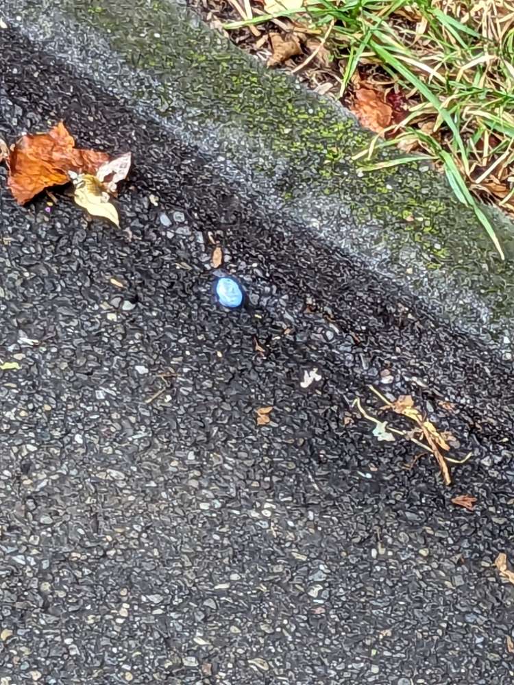 Giftköder-Rattengift (blaue tabletten)-Profilbild