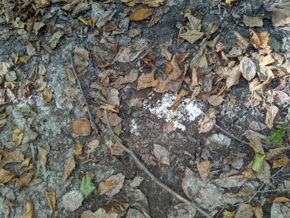 Giftköder-Weisses Pulver Stadtwald Sindelfingen-Profilbild