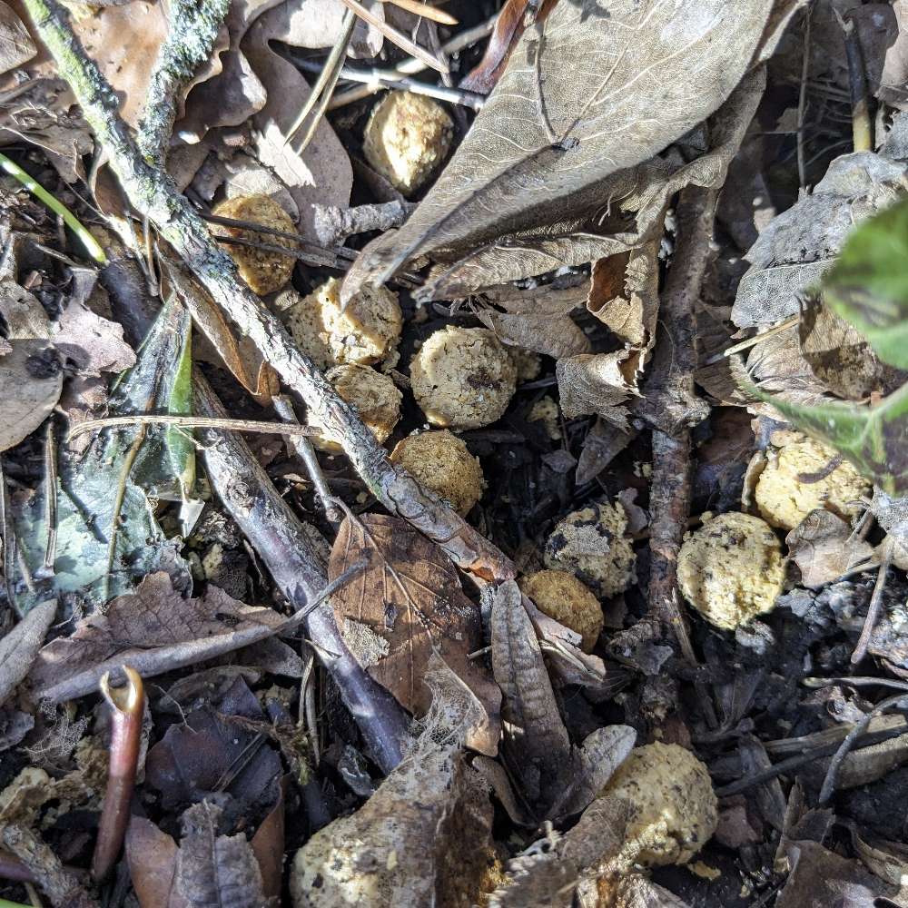 Giftköder-Trockenfutter im Gebüsch-Profilbild