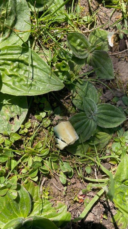 Giftköder-Vergifteter Käse in den Garten geworfen-Profilbild