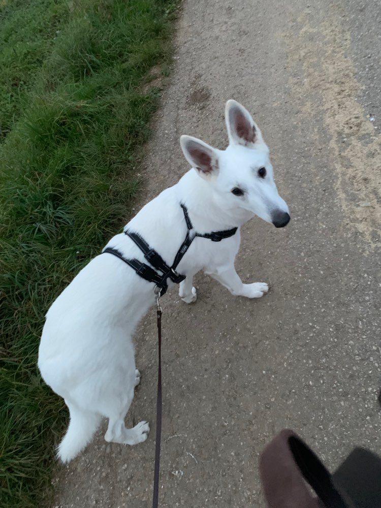Hundetreffen-Gassi, Spiel & etwas Üben-Profilbild