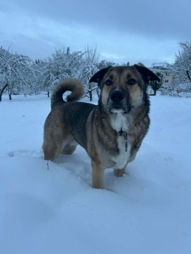 Hundetreffen-Spieltreffen im Hundepark-Profilbild