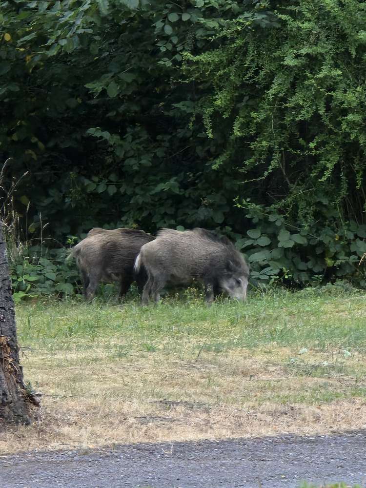 Giftköder-Wildschweine-Profilbild