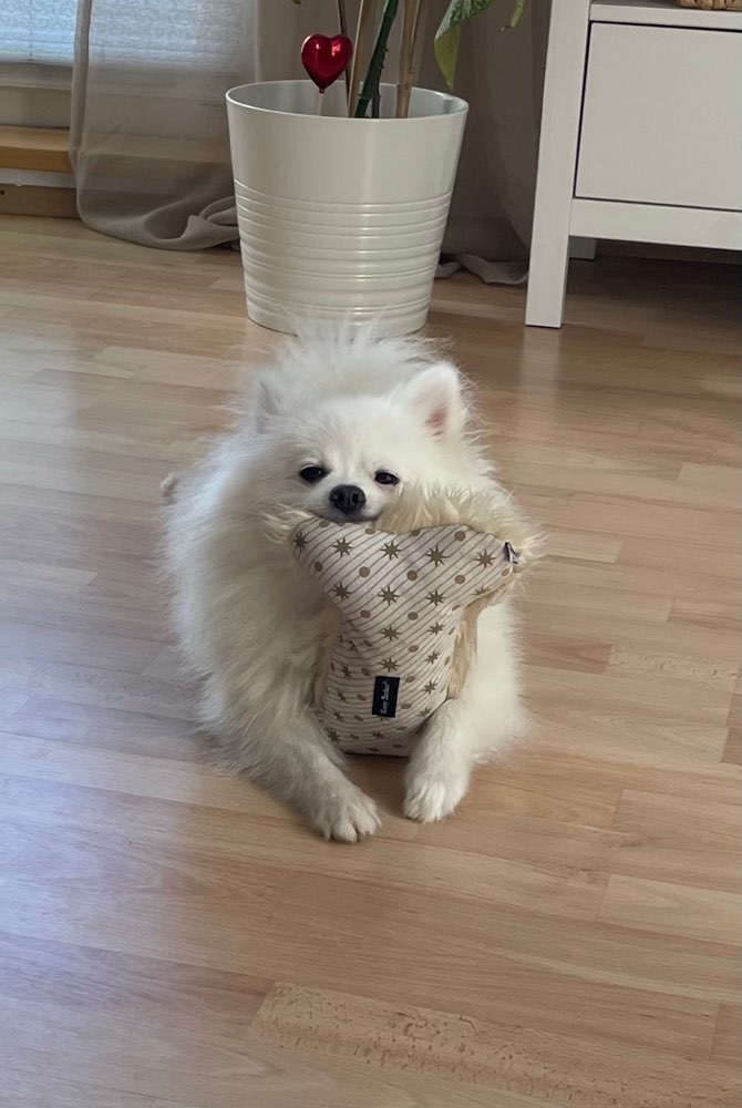 Hundetreffen-Gassirunden, spielen, trainieren-Profilbild