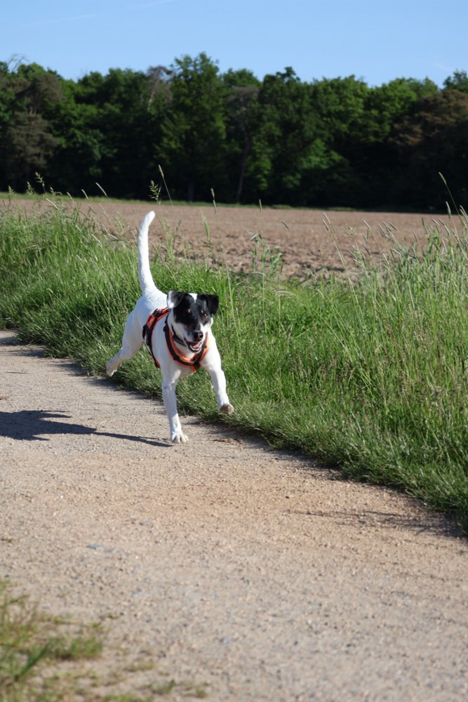 Hundetreffen-Social Walks-Profilbild