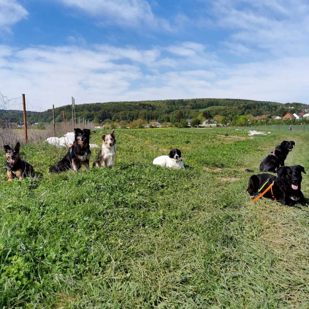 Hundetreffen-Begegnungswalk-Profilbild