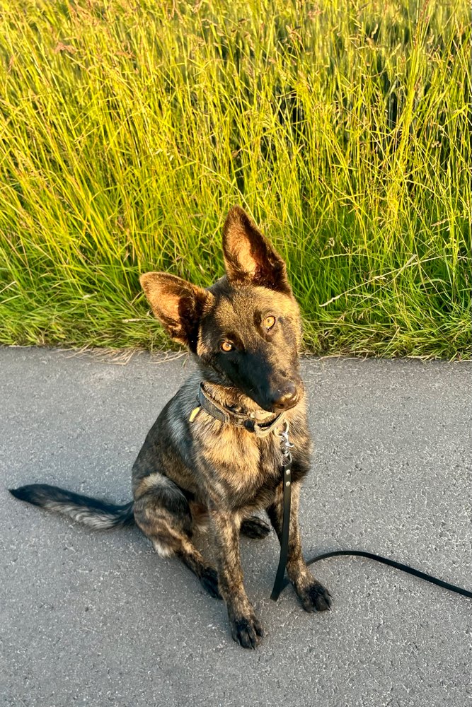 Hundetreffen-Sozialisierung-Profilbild