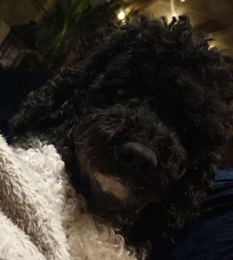 Hundetreffen-Gassirunde-Profilbild