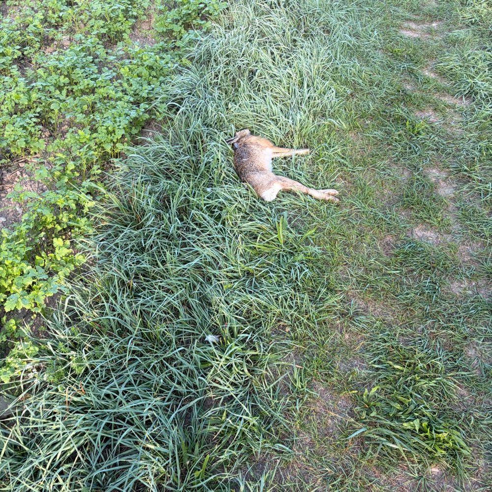 Giftköder-Toter Hase am Feldrand-Profilbild