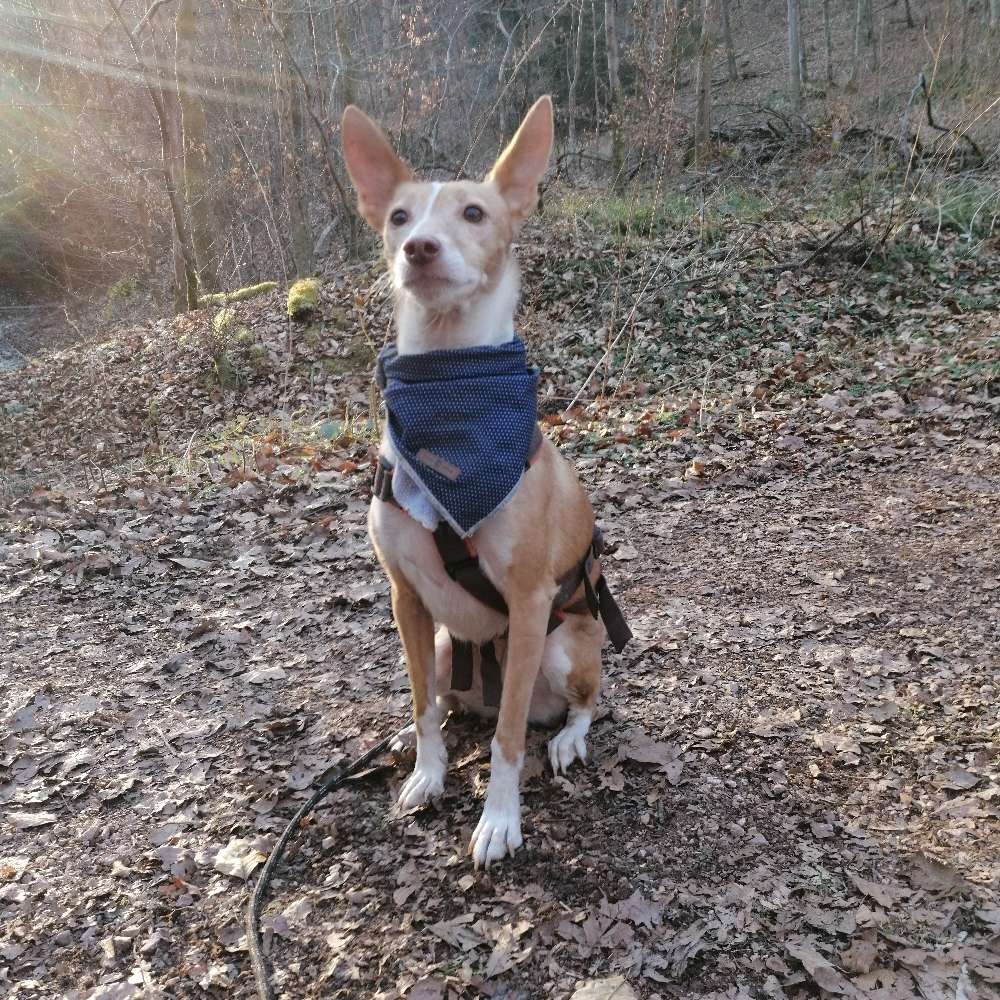 Hundetreffen-Jung geblieber Hund sucht Begleitung-Profilbild