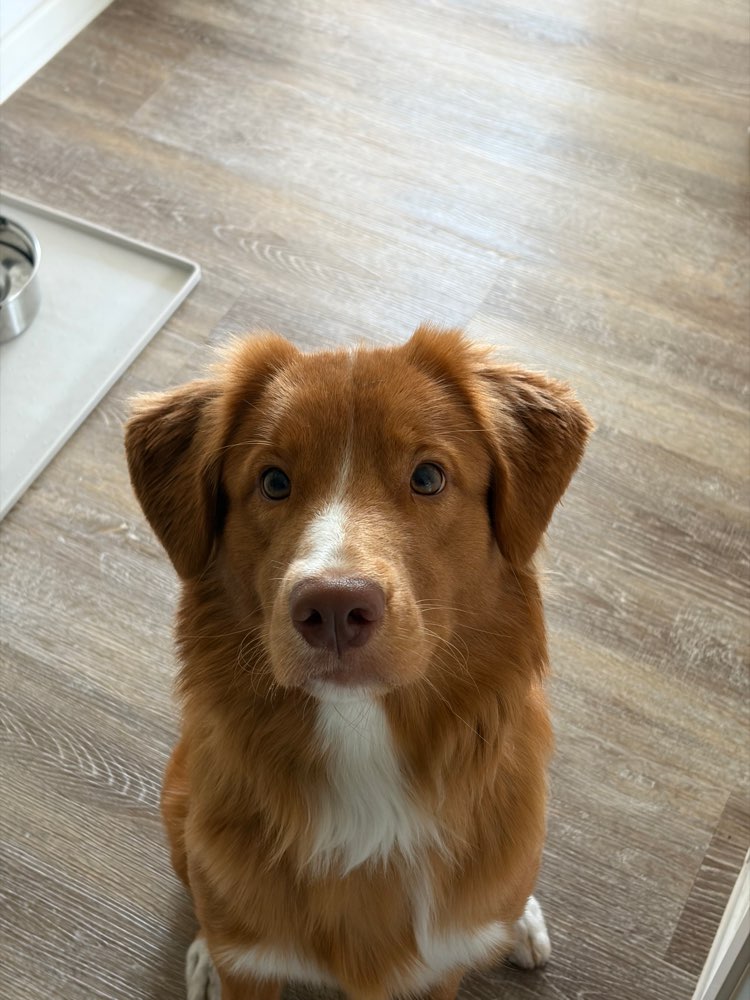 Hundetreffen-Gassi und Spiel Kumpel gesucht ☀️-Profilbild