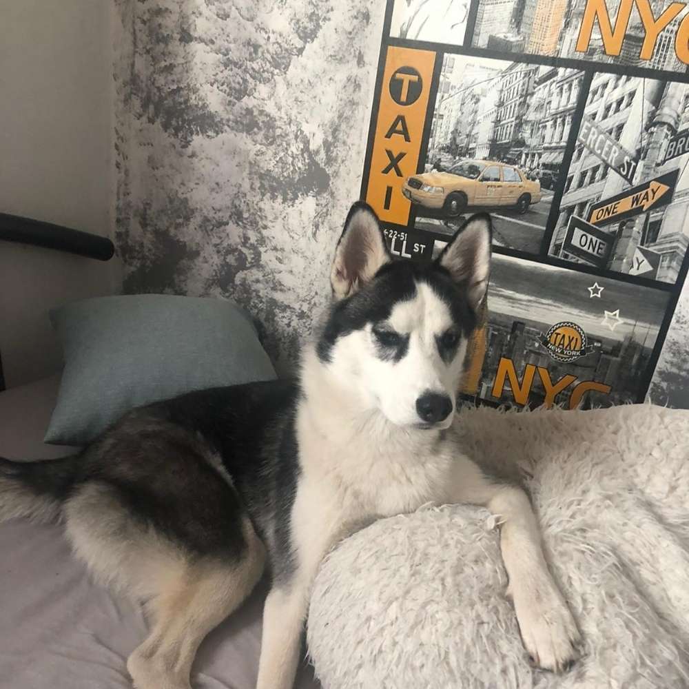 Hundetreffen-Spiel - und Trainingstreffen-Profilbild