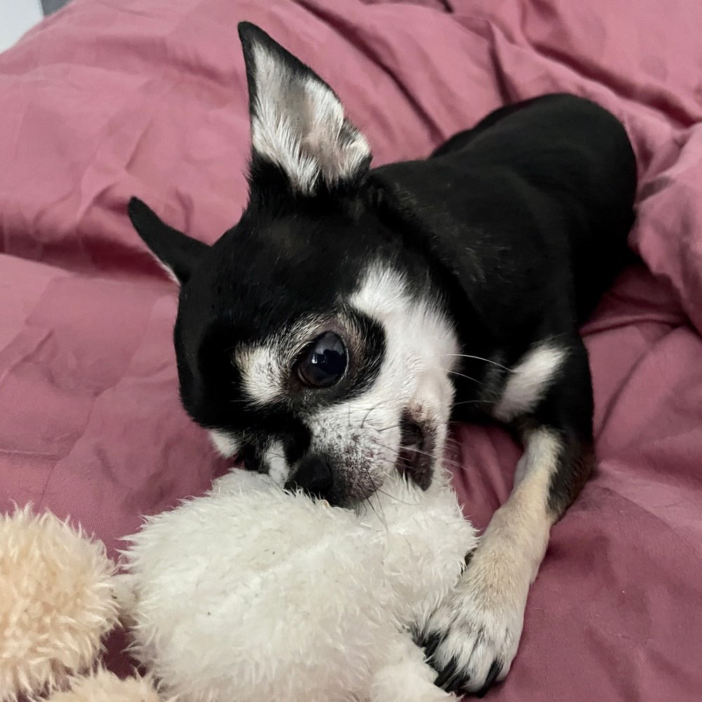 Hundetreffen-Hundefreunde Solln-Profilbild