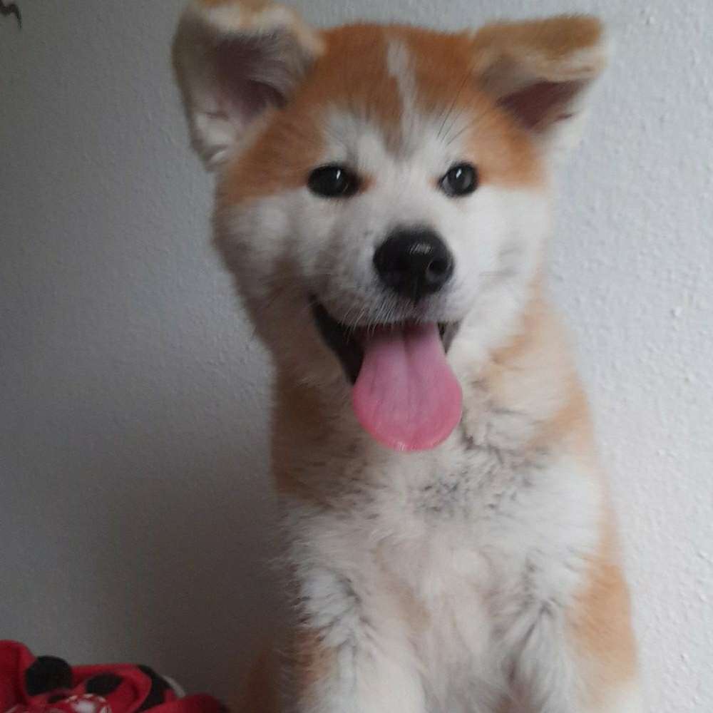 Hundetreffen-Welpentreffen-Profilbild