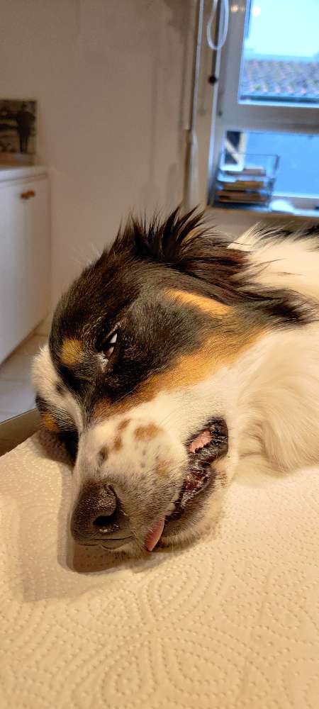 Giftköder-Giftköder-Profilbild