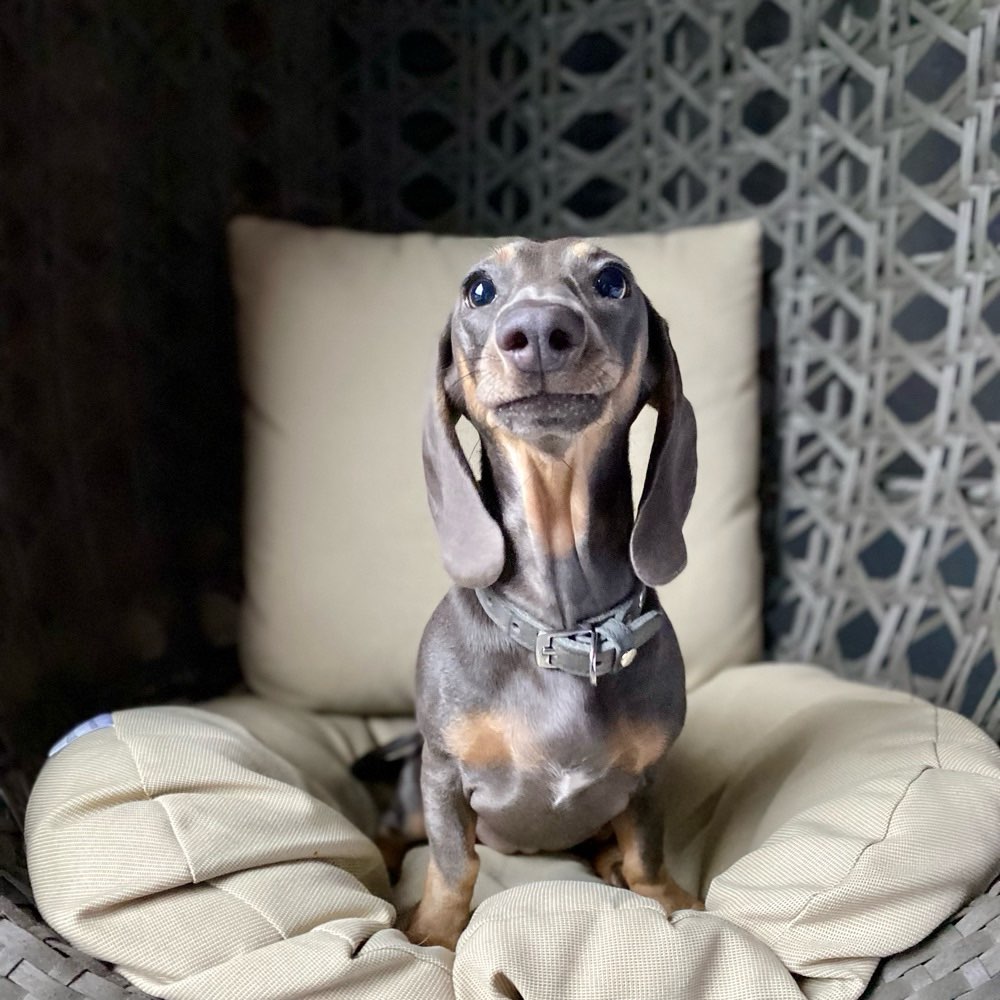 Hundetreffen-Kleine Hunde bis ca 7 Kg in Dinslaken und Umgebung-Profilbild