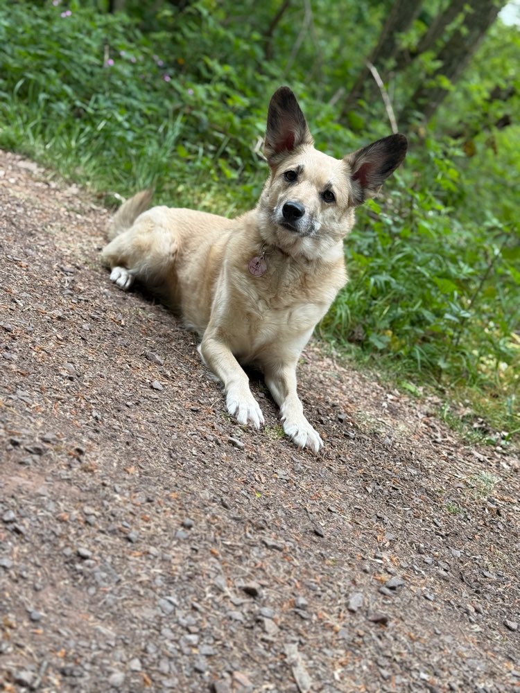 Hundetreffen-Hundefreund/in gesucht für gemeinsame Spaziergänge-Profilbild