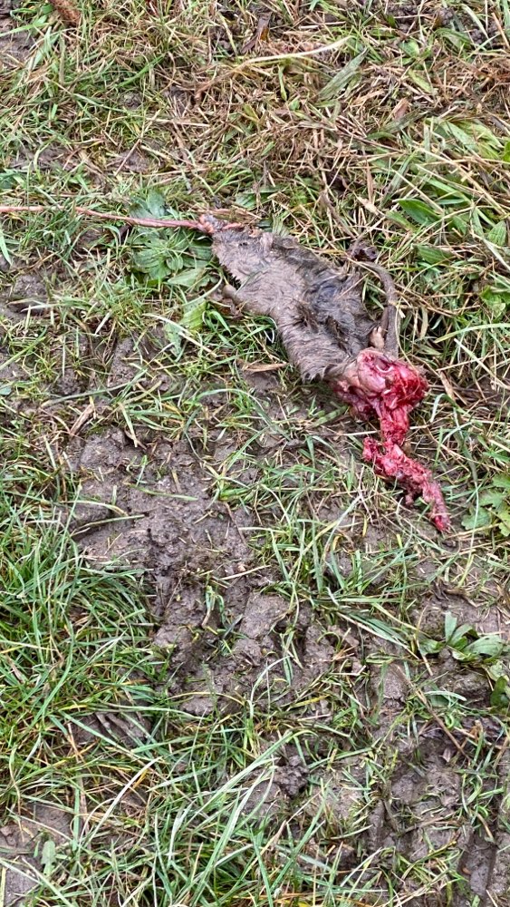 Giftköder-Eventuell Giftköder-Profilbild