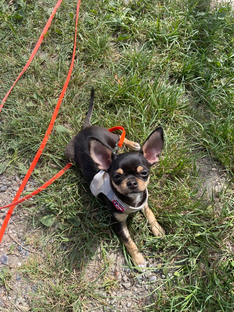 Hundetreffen-Kleinhunde /spielen/ im Raum Dübendorf-Opfikon / Zürichsee Bellevue-Profilbild
