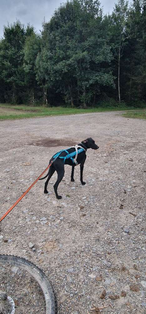 Hundetreffen-Trainingspartner im Zughundesport-Profilbild